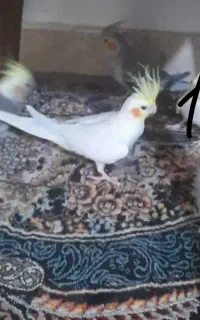 ۴ عدد طوطی باهم یا تک