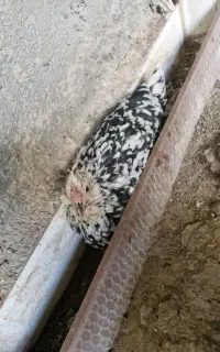 مرغ گلین حرفه ای کرک(کرچ)