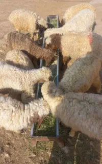۸کاورسبک‌باب‌داشت