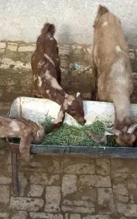 چهارتا بز پاکستانی اصیل