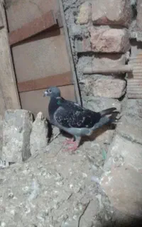 سه تا تک برگ دوتا دو رنگ کبوتر