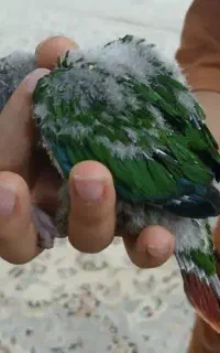 جوجه گرینچیک