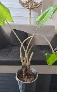 گیاه طبیعی بابا آدم
