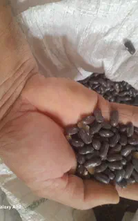 بذر لوبیا سبز