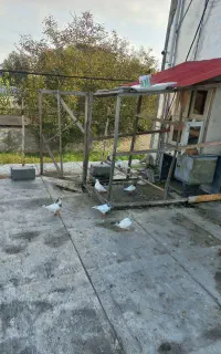 کبوتر