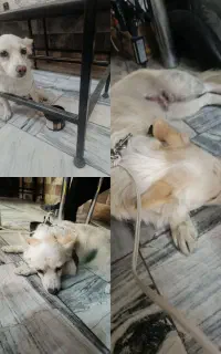 سگ پیدا شده