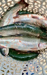 فروش عمده و خرد ماهی قزل الا اسپانیایی