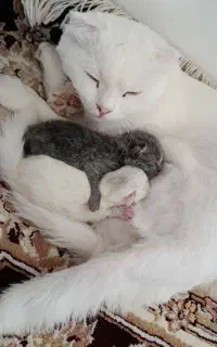 سکاتیش فولد و بریتیش گلد