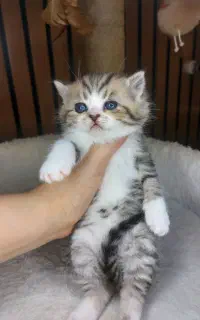 گربه بریتیش