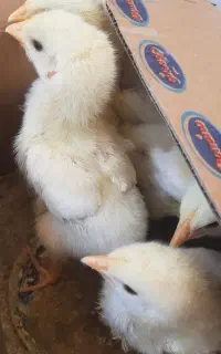 جوجه مرغ