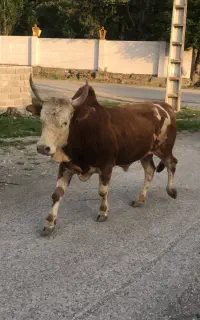 ورزا قرمز بره