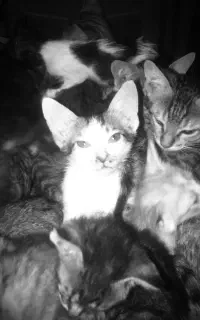 پانسیون گربه در بندرعباس