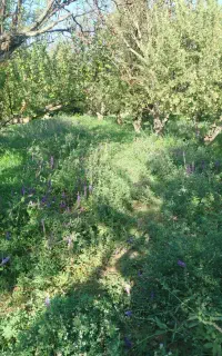 علف رایگان