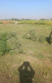 بیده ینجه