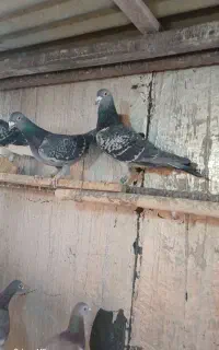 کبوتر پلاکی