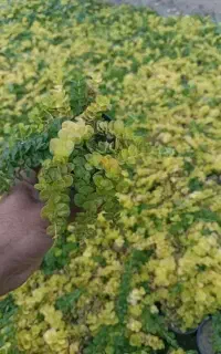 چمن پوششی فرانکیا و لیزوماکیا
