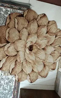 پادری