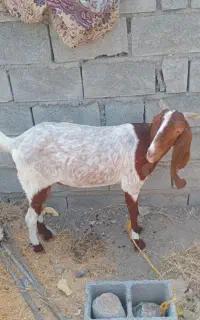 فروش بز تالی