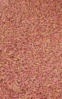 گندم آبی بوریالیس