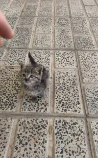 توله گربه