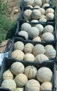 فروش طالبی