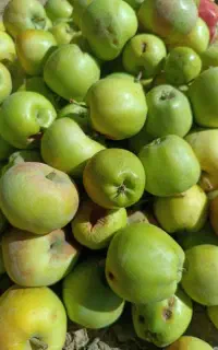 سیب ابمیوه گیری