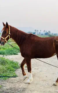 اسب مادیو عرب با کره