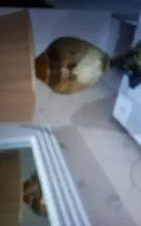 آباژور طلایی