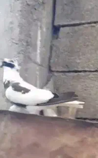 کبوتر سینه شاپر۷و۷