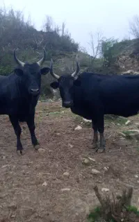 ورزا سر شاخی