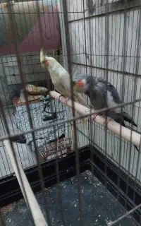 عروس هلندی مولد