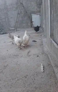 چهار عدد مرغ تخم گذاری