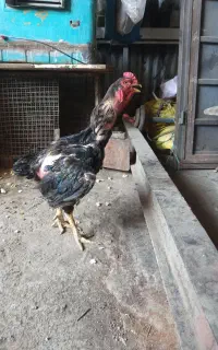 مرغ وخروس لاری