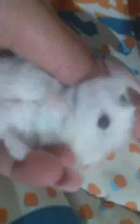 همستر کوچیک همراه قفس