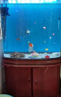 آکواریوم چینی وآکواریوم شرکتی دلسا مخصوص آبشور