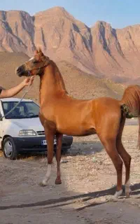 اسب مادیون کرد خالص