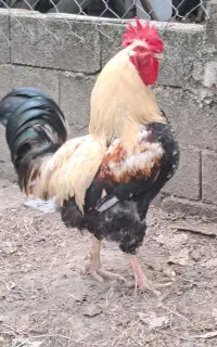 خروس ۲ساله بالغ