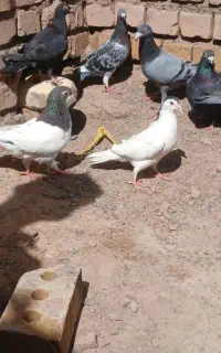 کفتر