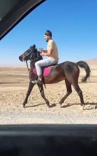 اسب کردمادیان