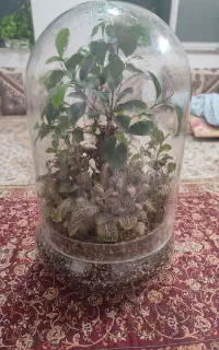 تراریوم بونسای سرحال