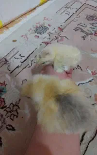 فروش جوجه امپراطور ۶ روزه