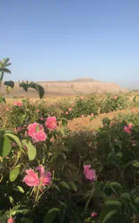 نهال گل محمدی