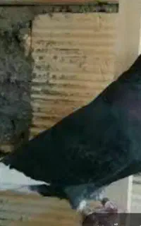 رفتنی شازده سیاه آغ شاپر