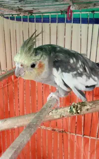 عروس هلندی نر