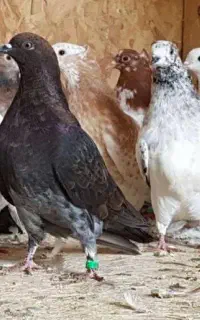 کبوتر پیدا شد