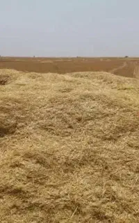 کاه گندم بشی