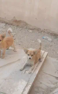 توله روباهی