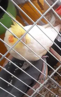 طوطی عروس هلندی گم شده