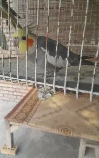 عروس‌هلندی