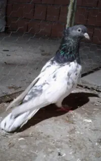کبوتر کله دم نر درشت اصل نصب دار